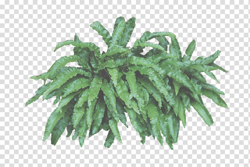 Leafy Bush transparent background PNG clipart