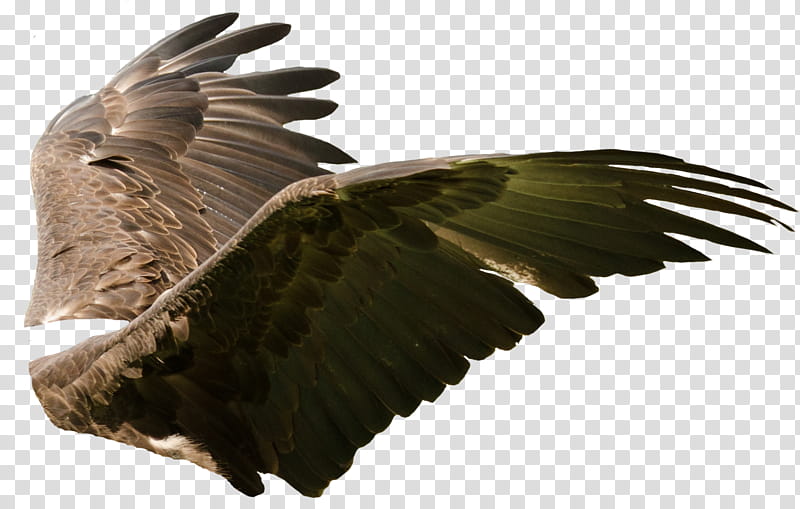 Raptor Center  Cutout, two brown bird wings transparent background PNG clipart