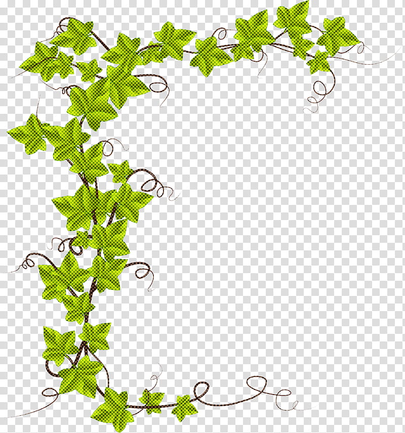 Ivy, Plant, Leaf, Flower, Vine, Ivy Family transparent background PNG clipart