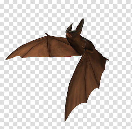 The Bats, black bat transparent background PNG clipart