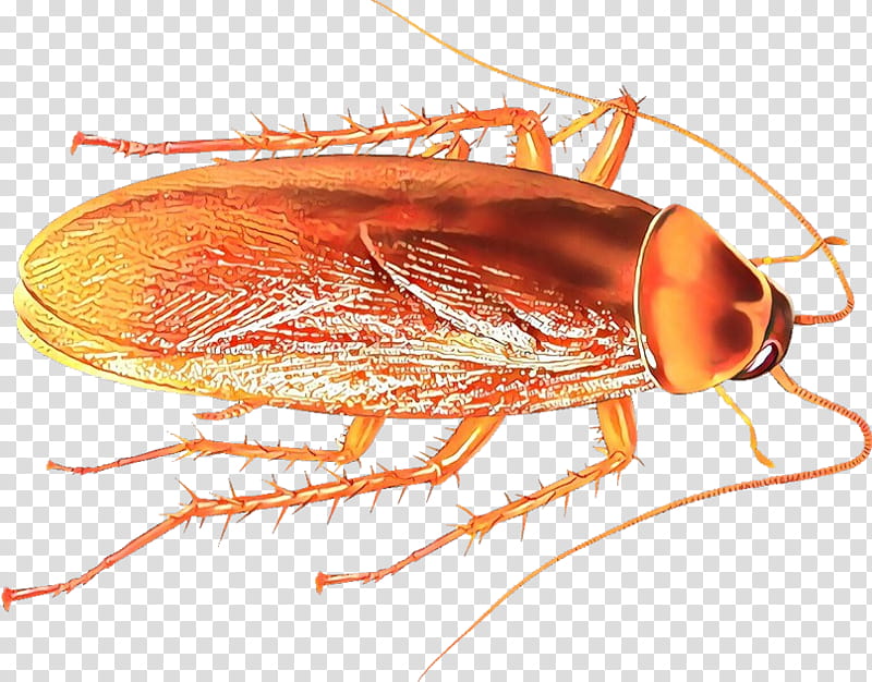 insect pest cockroach drosophila melanogaster amber, Miridae, Parasite transparent background PNG clipart