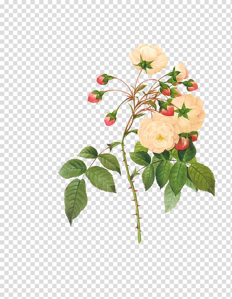 Rose, Flower, Plant, Prickly Rose, Branch, Rose Family, Petal, Pink transparent background PNG clipart