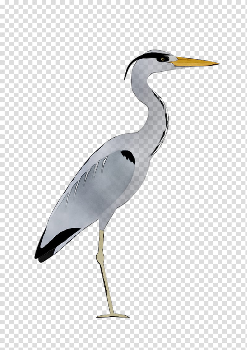Crane Bird, Great Egret, Heron, Stork, Beak, Water Bird, Wader, Seabird transparent background PNG clipart