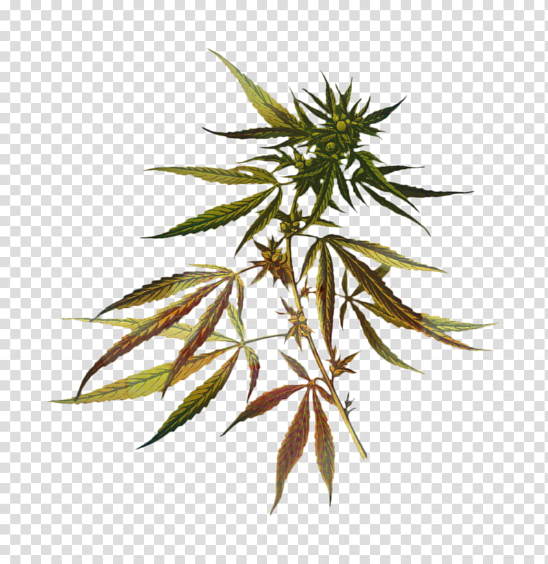 Family Tree Drawing, Cannabis Sativa, Psychoactive Plant, Cannabidiol, Canvas Print, Hemp, Plants, Opium Poppy transparent background PNG clipart