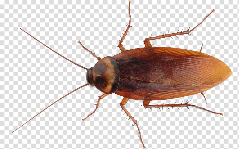 Cockroach, Insect, Insecticide, Pest Control, Mosquito, Roach Bait, American Cockroach, Exterminator transparent background PNG clipart