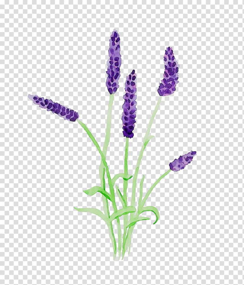 Lavender Flower, English Lavender, French Lavender, Plant Stem, Plants, Purple, Lavandula Dentata, Fernleaf Lavender transparent background PNG clipart