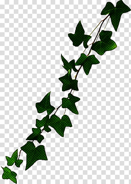 Ivy, Leaf, Holly, Plant, Flower, Tree, Branch, Twig transparent background PNG clipart