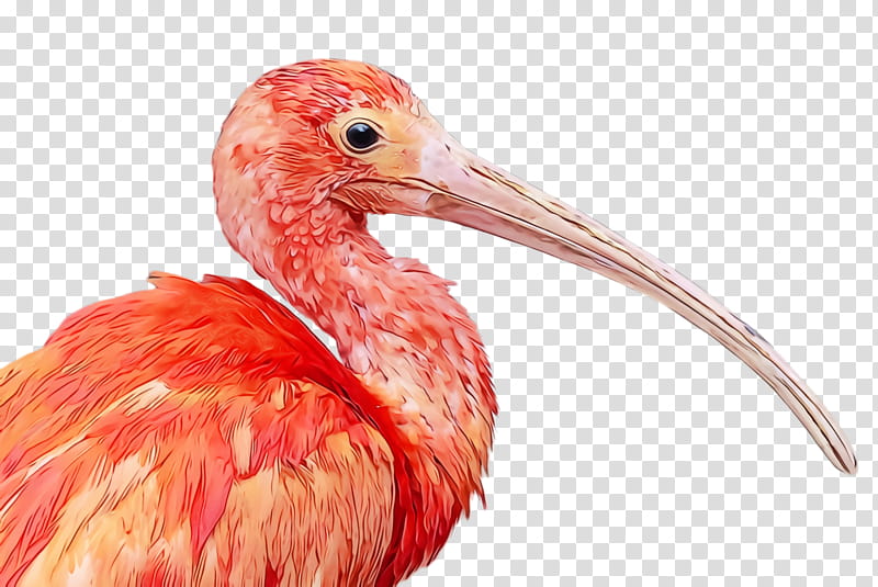 bird beak ibis pink pelecaniformes, Watercolor, Paint, Wet Ink, Water Bird, Wildlife transparent background PNG clipart
