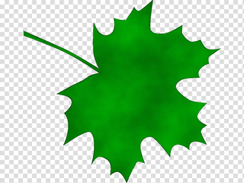 Autumn Tree Silhouette, Watercolor, Paint, Wet Ink, Sugar Maple, Maple Leaf, Canadian Gold Maple Leaf, Autumn Leaf Color transparent background PNG clipart