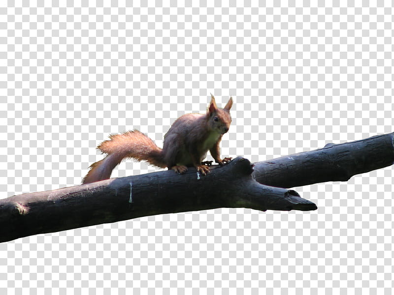 squirrel, brown animal on tree branch illustration transparent background PNG clipart