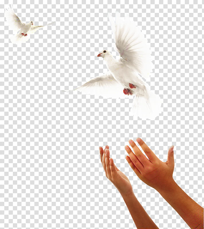 Person, Bird, Selfactualization, Personality, Pigeons And Doves, World, Human, Creativity transparent background PNG clipart