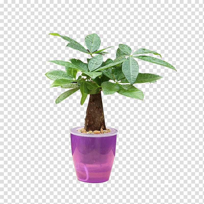 Purple Flower, Flowerpot, Herb, Houseplant, Tree, Leaf, Violet, Duranta transparent background PNG clipart
