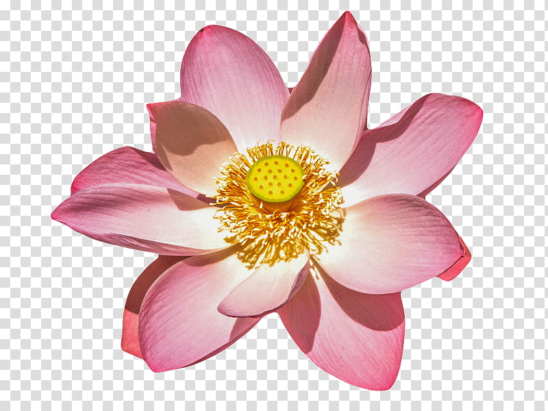 , pink lotus flower in bloom transparent background PNG clipart