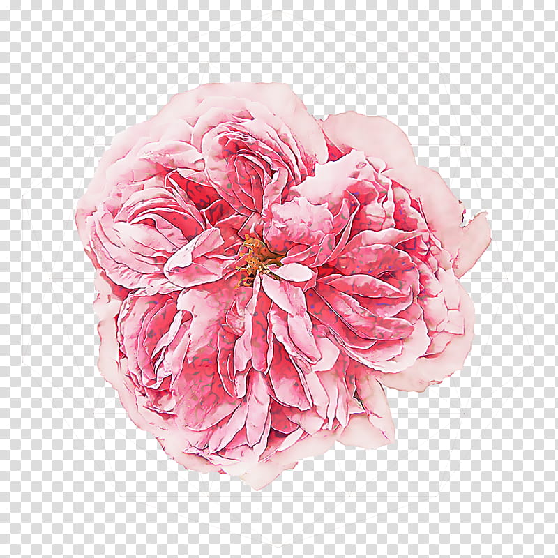 Flowers, Garden Roses, Cabbage Rose, Cut Flowers, Petal, Peony, Artificial Flower, Pink M transparent background PNG clipart