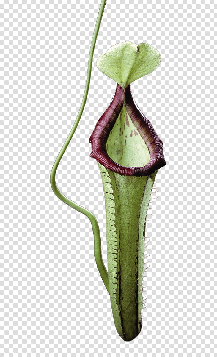 Draw Carnivorous Plants by Diana-Huang on DeviantArt