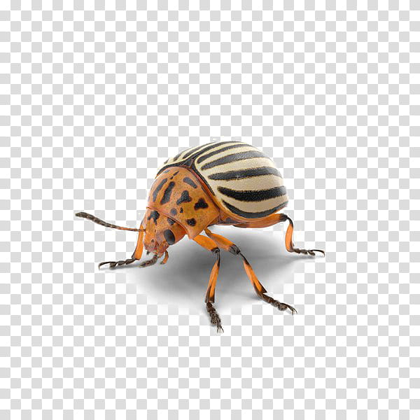 Ladybird, Beetle, Weevil, Ladybird Beetle, Colorado Potato Beetle, Insect, Leaf Beetle, Pest transparent background PNG clipart