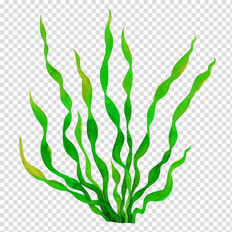 green plant leaf chlorophyta grass, Vascular Plant, Seaweed transparent background PNG clipart