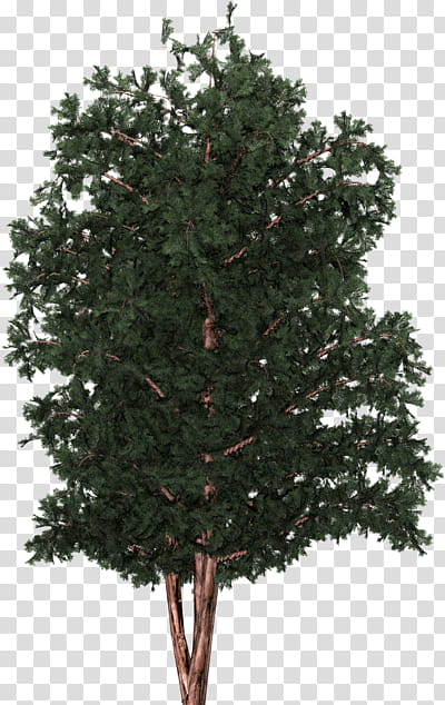 Christmas Tree Branch, Spruce, English Yew, Fir, Pine, Christmas Day, Shrub, Taxus transparent background PNG clipart