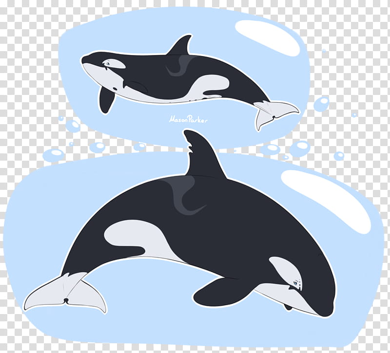 Whale, Dolphin, Penguin, Killer Whale, Whales, Beak, Flightless Bird, Wildlife transparent background PNG clipart