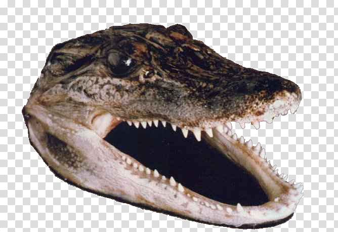 Velociraptor, Alligators, Crocodile, Logo, Internet Meme, Jaw, Crocodilia, Head transparent background PNG clipart
