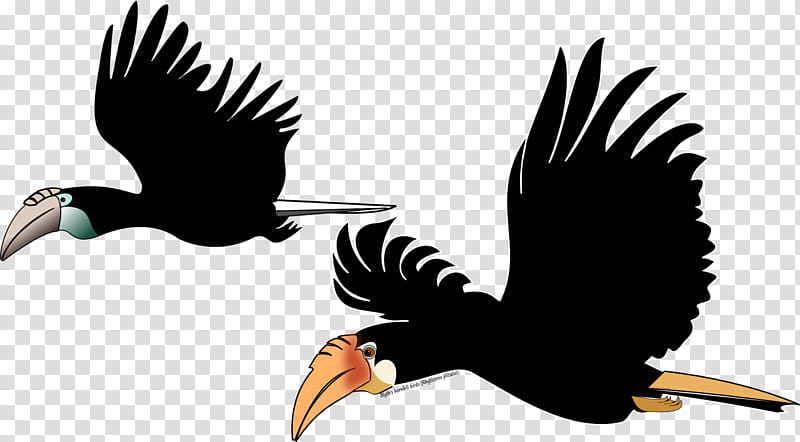 Hornbill Bird, Parrot, Bald Eagle, Rainforest, Tropical Rainforest, Beak, Vulture, Birdwatching transparent background PNG clipart