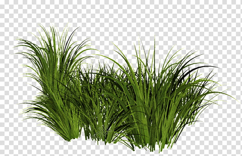Family Tree Design, Grasses, Ornamental Grass, Lawn, Drawing, Mexican Feathergrass, Watercolor Painting, Plant transparent background PNG clipart