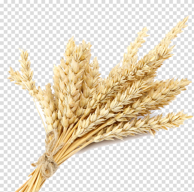 Wheat, Oat, Cereal, Emmer, Plants, Khorasan Wheat, Grain, Spelt transparent background PNG clipart