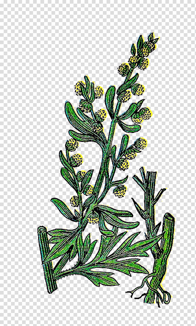 Cartoon Tree Herb Medicinal Plants Basil Thyme Botanical