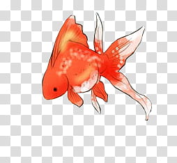 WATCHERS , orange and white goldfish illustration transparent background PNG clipart