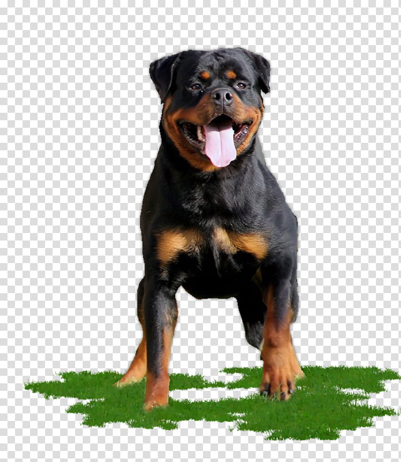 Cartoon Dog, Rottweiler, Puppy, Beauceron, Labrador Retriever, Tshirt, Breed, Companion Dog transparent background PNG clipart