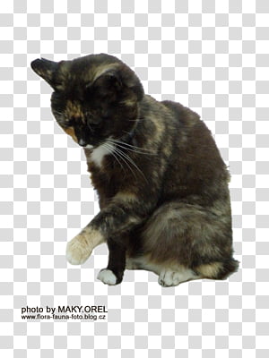 Tortoiseshell Cat Transparent Background Png Cliparts Free