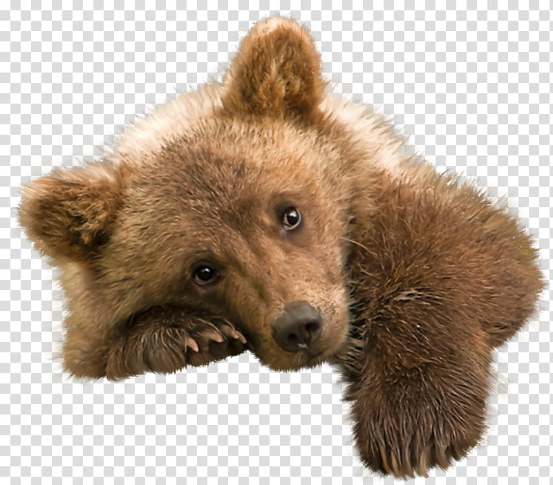 Polar Bear, Grizzly Bear, Kodiak Bear, American Black Bear, Animal, Human, Drawing, Brown Bear transparent background PNG clipart