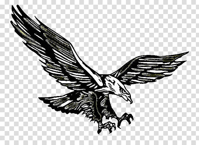 Eagle Logo, Bald Eagle, Bird, Drawing, Hawk, Golden Eagle, Cartoon, Bird Of Prey transparent background PNG clipart