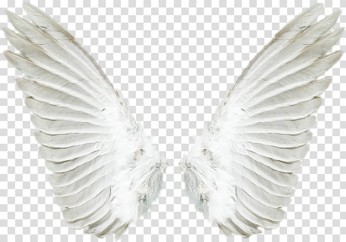 Angel, Digital Art, White, Wing, Feather, Beak transparent background PNG clipart