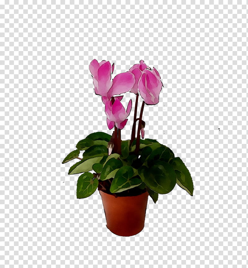Pink Flower, Cyclamen, Moth Orchids, Flowerpot, Houseplant, Cut Flowers, Plant Stem, Pink M transparent background PNG clipart