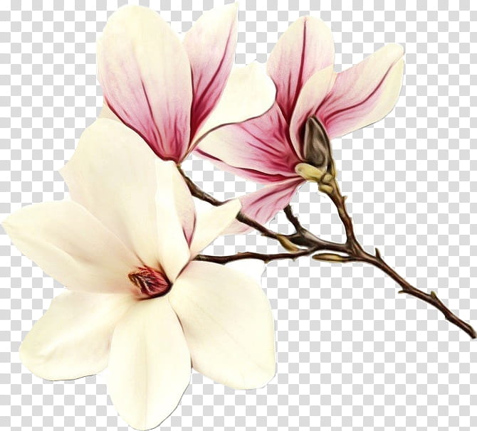 Family Tree, Magnolia, Blossom, Flower, Bud, Plants, Petal, Pink transparent background PNG clipart