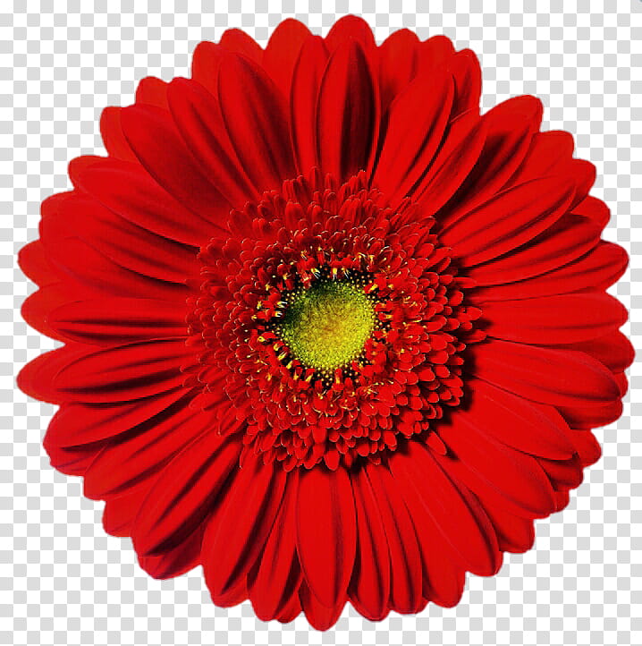 Bright Red Gerbera Daisy transparent background PNG clipart