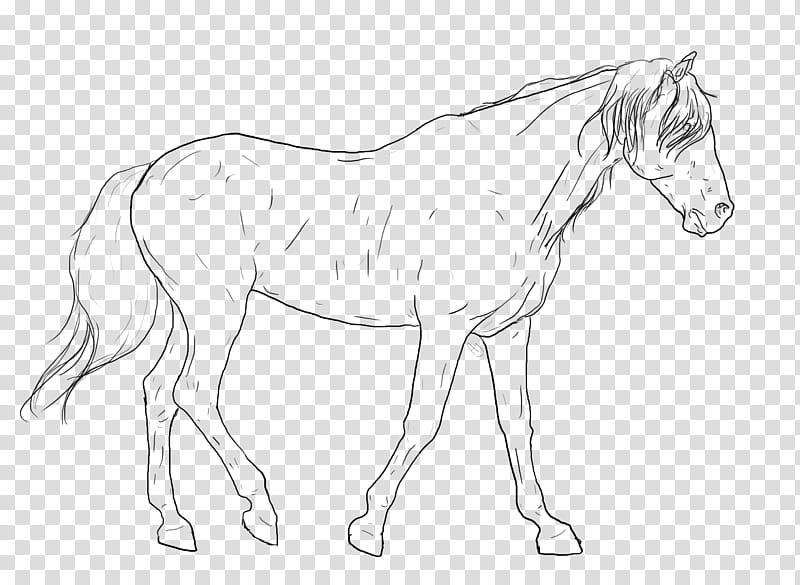 Brodie Line Art, illustration of horse transparent background PNG clipart