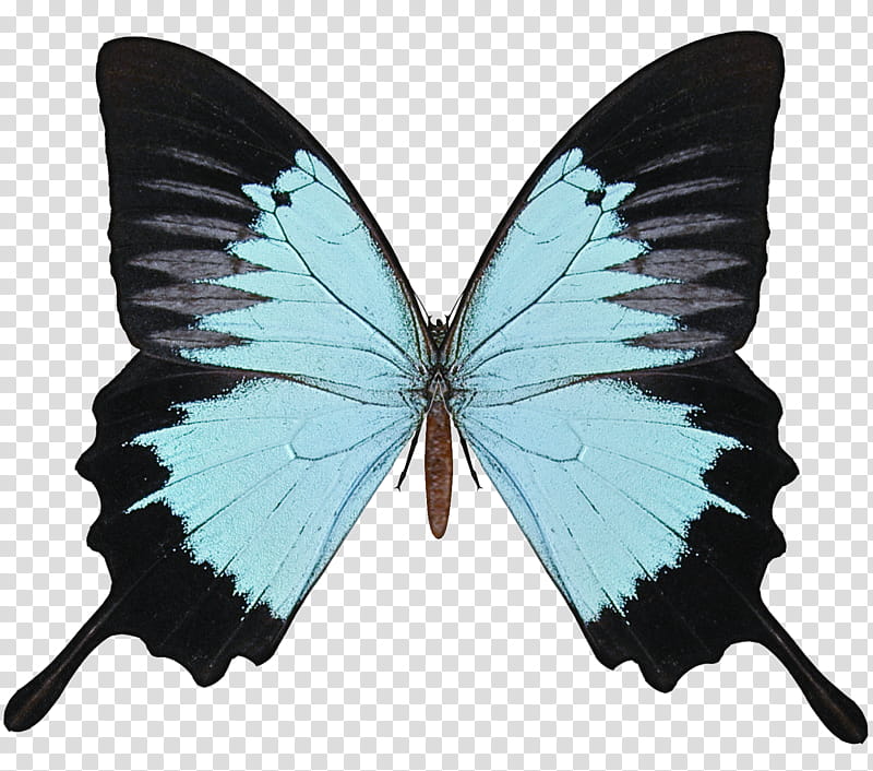 moths and butterflies butterfly insect pollinator lycaenid, Wing, Brushfooted Butterfly, Swallowtail Butterfly transparent background PNG clipart