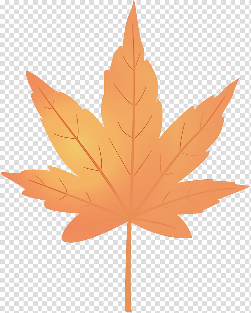 maple leaf autumn leaf yellow leaf, Tree, Orange, Plant, Woody Plant, Black Maple, Plane, Soapberry Family transparent background PNG clipart