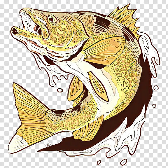 fish bass fish northern largemouth bass carp transparent background PNG clipart