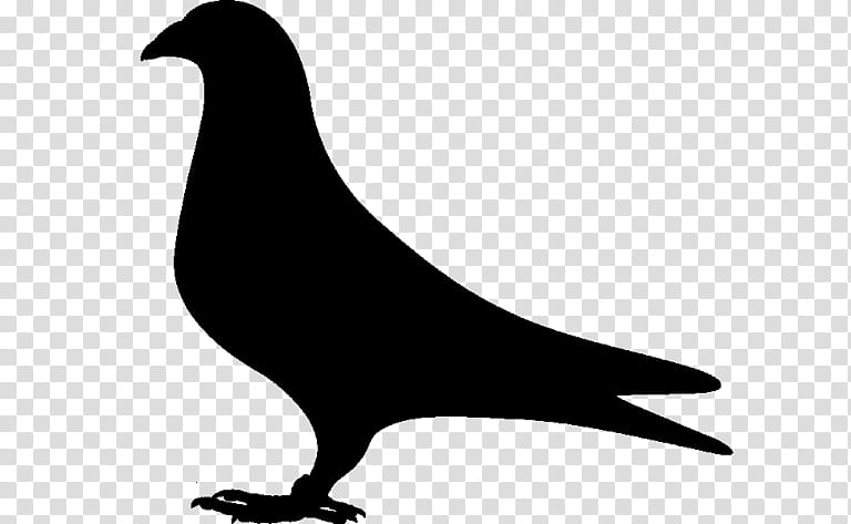 Dove Bird, Pigeons And Doves, Silhouette, Beak, Chicken As Food, California Sea Lion, Rock Dove, Tail transparent background PNG clipart