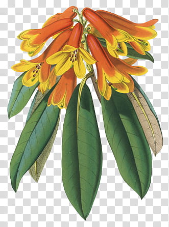 red-and-yellow bell flowers art transparent background PNG clipart