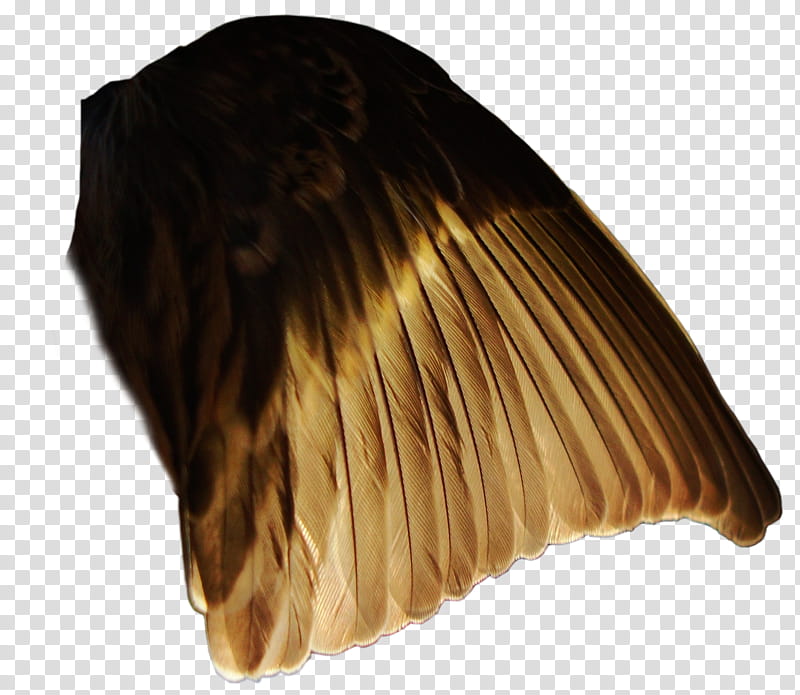 Pine Siskin Light Wing , brown wing transparent background PNG clipart