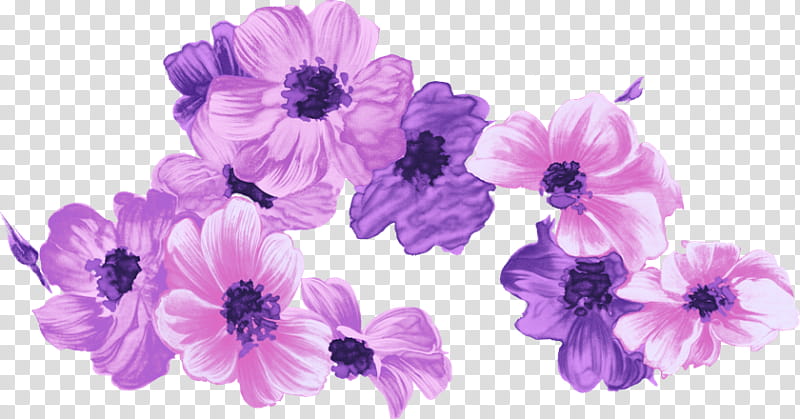 Purple Watercolor Flower, Watercolor Painting, Japanese Morning Glory, Blossom, Floral Design, Violet, Pink, Petal transparent background PNG clipart