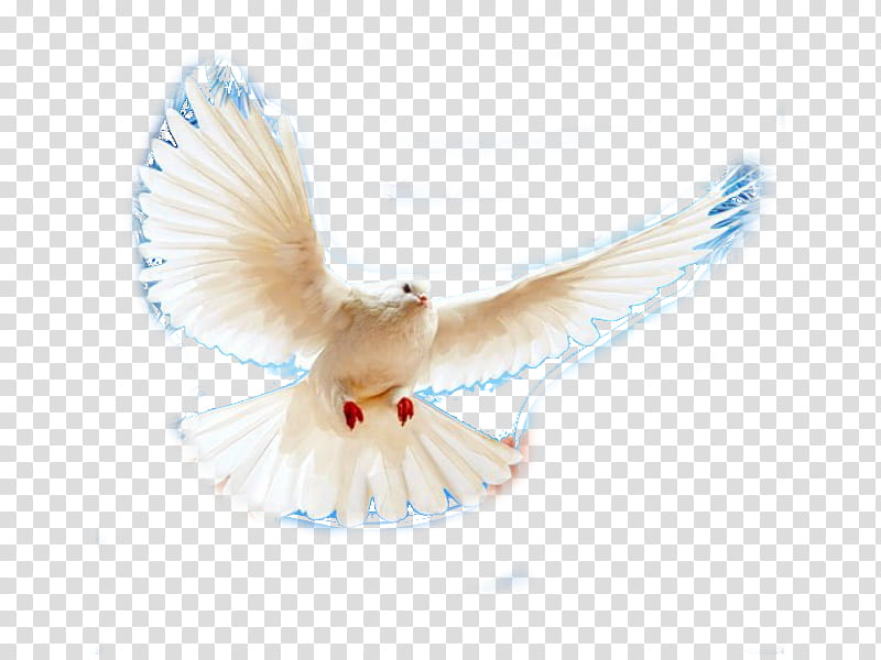 Dove Bird, Pigeons And Doves, Homing Pigeon, Release Dove, Squab, Wing, Feather, Beak transparent background PNG clipart