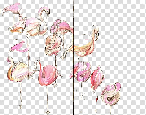 , pink flamingos illustration transparent background PNG clipart