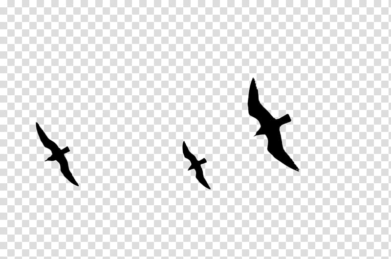 Bird Silhouette, Beak, Bird Migration, Wing, Line, Water Bird, Animal Migration, Flock transparent background PNG clipart