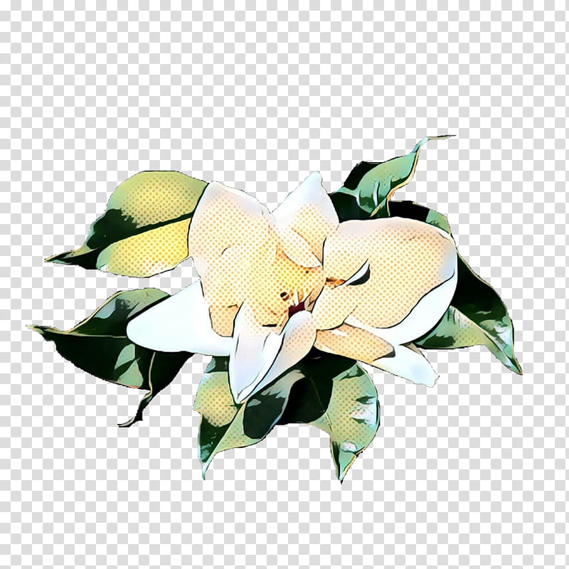 Floral Flower, Floral Design, Magnolia Family, Cut Flowers, Rose, Southern Magnolia, Rose Family, Petal transparent background PNG clipart