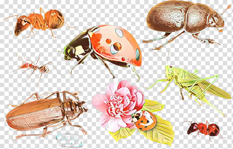 Weevil Beetle Pest Pollinator Membrane, Cartoon, Insect, Blister Beetles, Parasite, Ground Beetle transparent background PNG clipart
